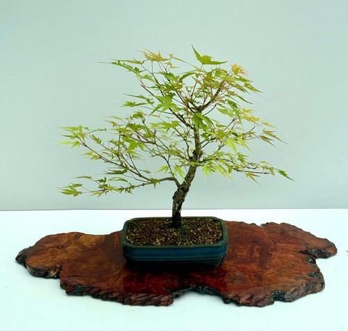 Arakawa maple bonsai - arakawa, tree