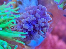 Rose Gold Hammer LPS Coral *Combine Post*