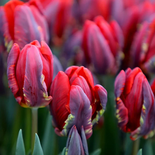 Parrot tulips rococo - parrot,