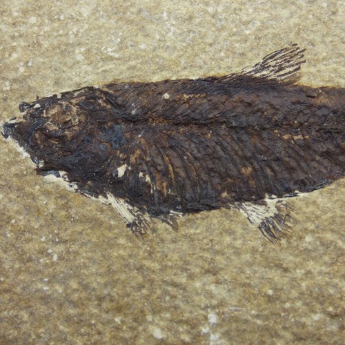Fossil knightia fish - knightia, eocene