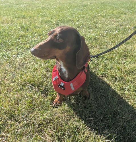 Miniature dachshund harness - dachshund,