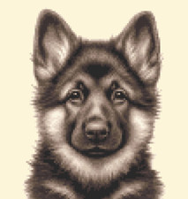 GERMAN SHEPHERD, ALSATIAN dog