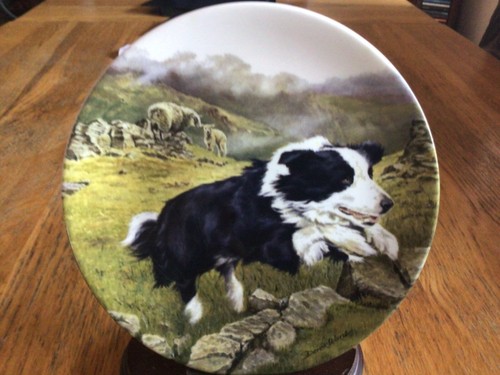 Border collie dog plate - dog,