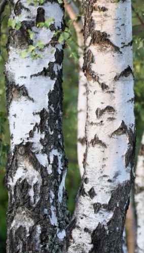 Silver birch - (approx, cm)