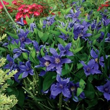 Clematis iron queen - fast