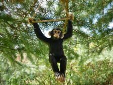 Large Resin Hanging Gorilla Monkey Garden Ornament Sculpture Statue Decor