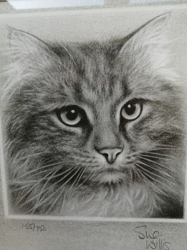 Framed cat print sue willis - cat, by