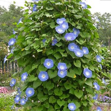 50 Ipomoea Blue Morning Glory Seeds UK Climbing Flowers for Gardens to Plant