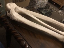 Medical Teaching Apparatus 