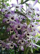 Dendrobium nobile Species