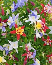 Columbine ton waard - de,