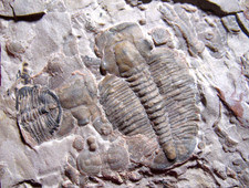 Cambrian Elrathia kingi