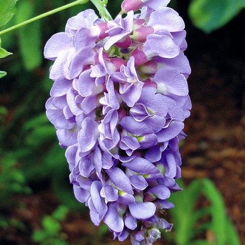 Wisteria plant amethyst - wisteria,
