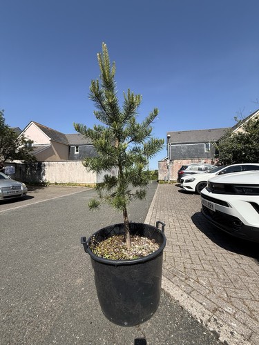 Large pinus sylvestris scots - sylvestris,