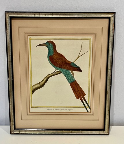 Antique francois martinet bird - martinet,