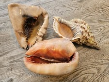 3 Large Vintage Conch Shells