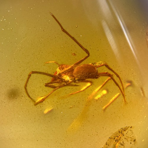 Spider burmese burmite - in,
