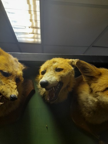 Taxidermy fox mask - fox, mount