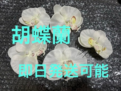 Phalaenopsis orchid hair