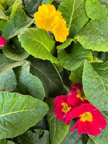 Polyanthus mixed boxed bedding - boxed,