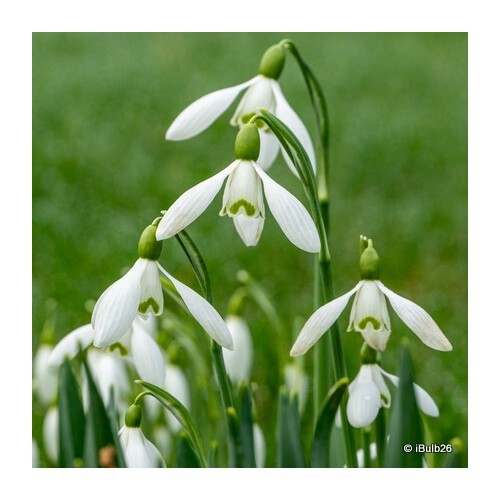 Galanthus nivalis single - galanthus,