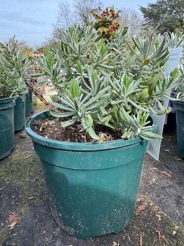 English lavender hidcote herb - hidcote,