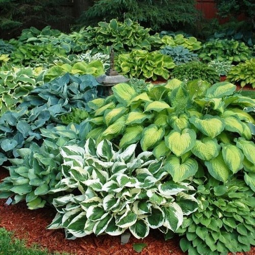 100pcs hosta plant - plant,