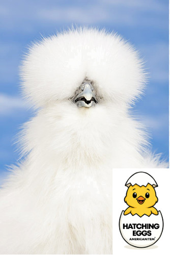 Fertile chicken bearded - chicken,