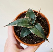 Sansevieria Pinguicula Pot 8.5