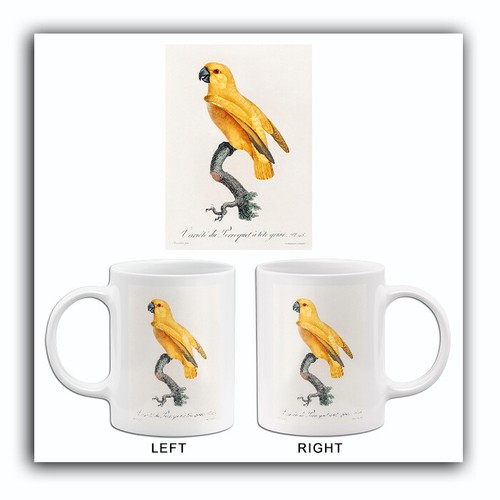 Senegal parrot yellow 1800 s - parrot,