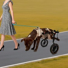 Xxl size pet rehabilitation - size,