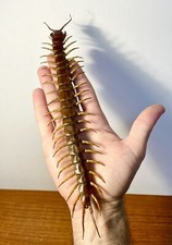 Entomology Taxidermy: Scolopendra Big!!!