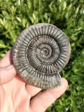 MONSTER DACTYLIOCERAS sp AMMONITE WHITBY YORKSHIRE UK DINOSAUR FOSSILs