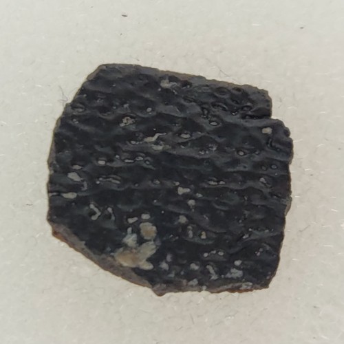 Hadrosaur egg shell fossil - hadrosaur,