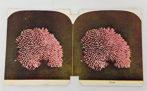Finger coral 1870s stereograph - 1870s,