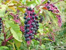 PHYTOLACCA LAKA BOOM - 20 x