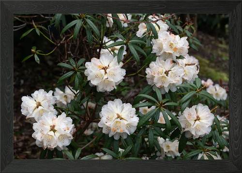 White rhododendron flowers - rhododendron,