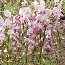Wisteria Sinesis - Established
