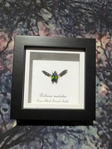 Green black scarab beetle - green,