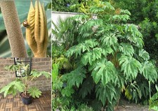 T-Rex plant |  10+ seeds | Tetrapanax Papyrifer Dinosaur Tree | Hardy Evergreen