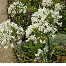 4 x Agapanthus White Superior