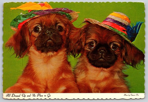 Pekingese puppies all dressed - pekingese,