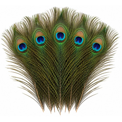 Natural peacock feathers real - peacock,
