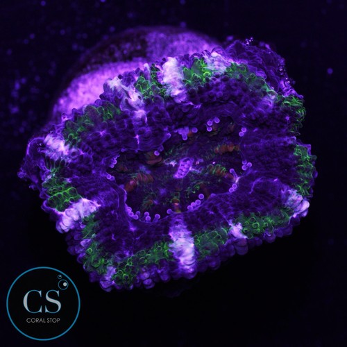 Fiery hulk acan - -, wysiwyg