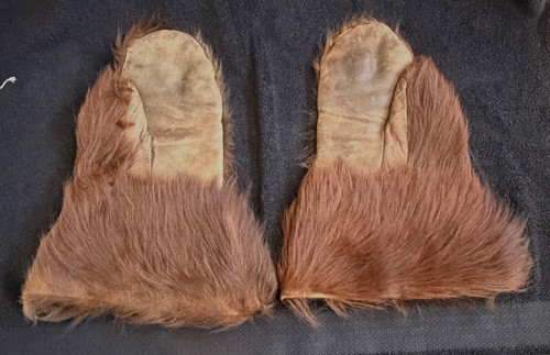 Beautiful bear skin cold - bear,