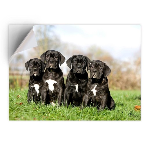 Vinyl sticker cane corso - vinyl,
