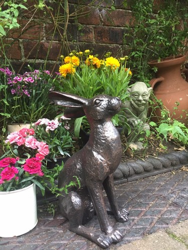 Alert hare rabbit home - rabbit,