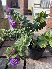 Hebe Shrub in 1 L Pot