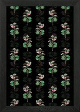 Tall calotropis flower framed - tall,