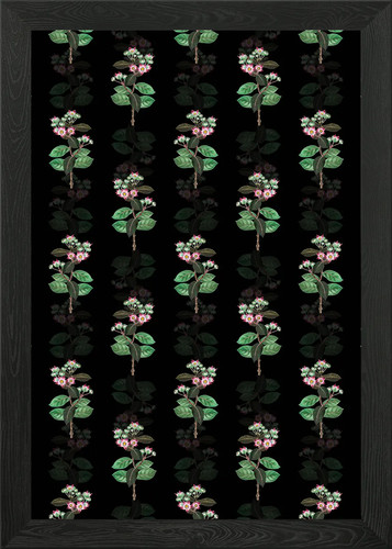 Tall calotropis flower framed - tall,